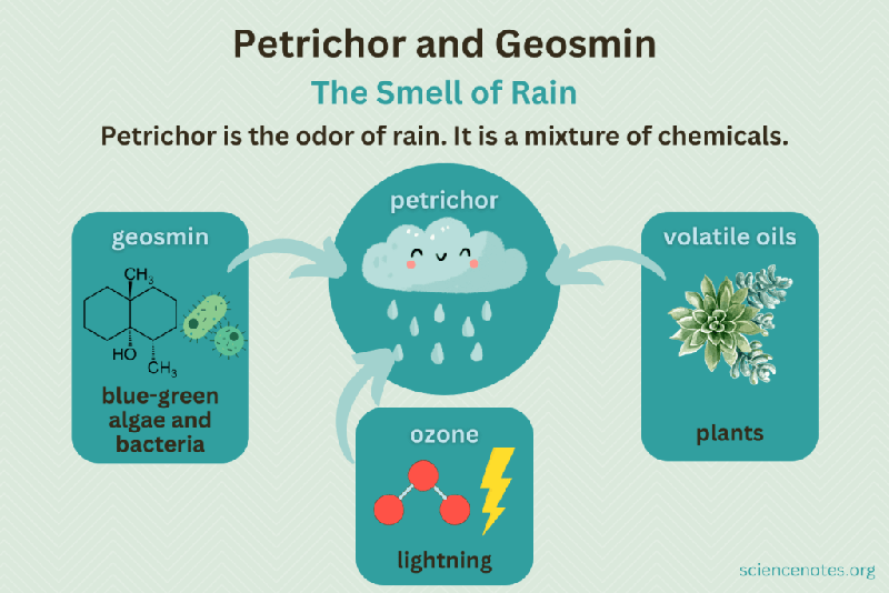 Ilustrasi Petrikor (Sciencenotes.org)
