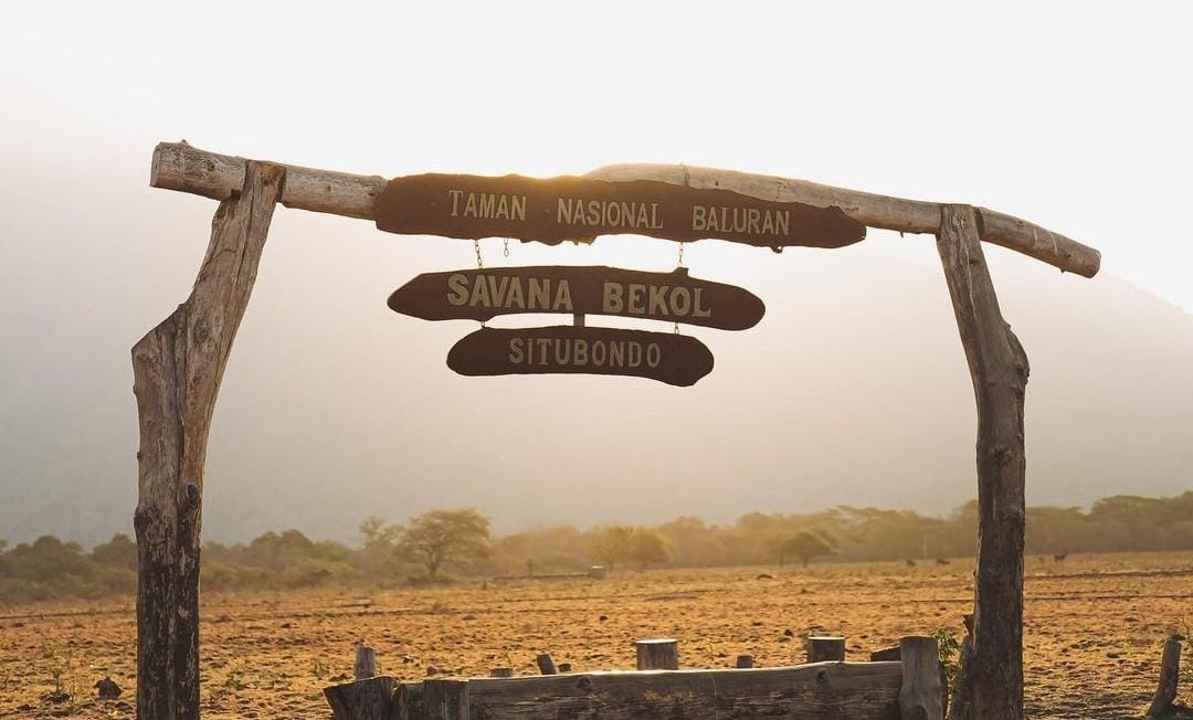 Taman Nasional Baluran Situbondo yang sudah kembali dibuka.