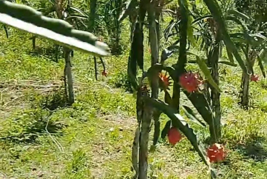 Pohon buah naga yang menjadi icon salah satu kampung di Situbondo.