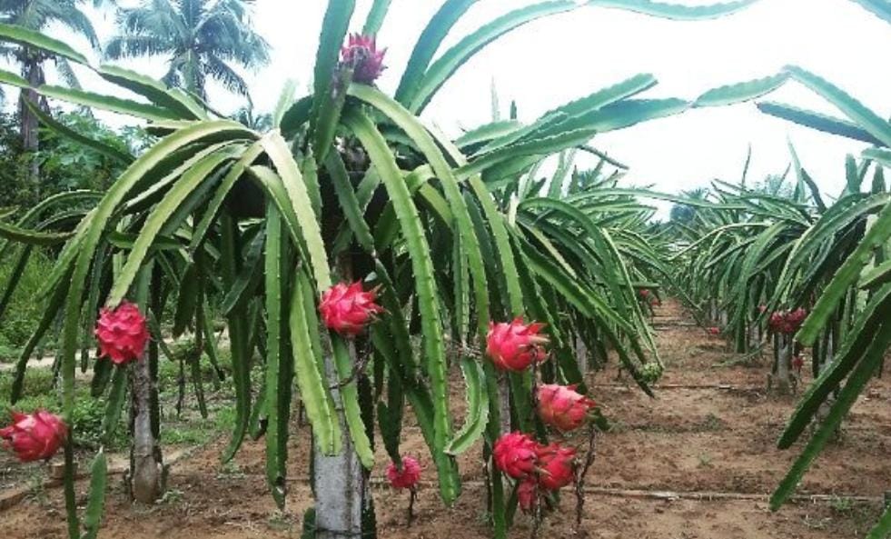 Kebun Buah Naga/ ig @kebun_buah_naga