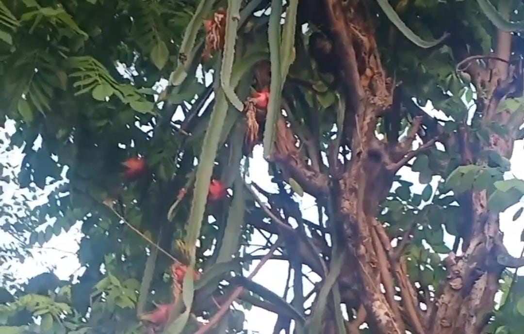 Salah satu rumah warga dengan buah naga di pekarangannya.