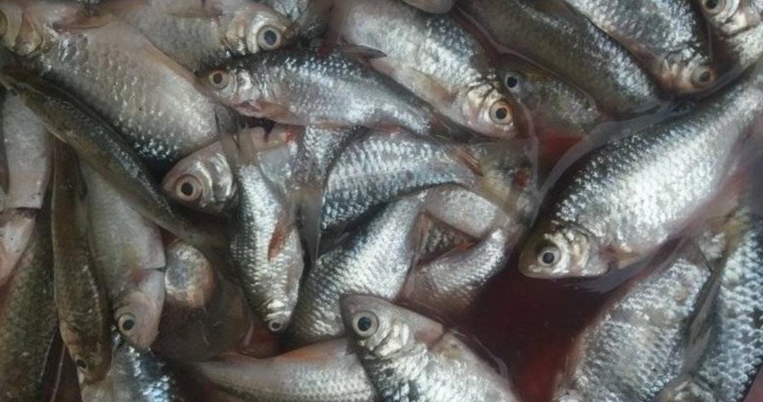 Ikan wader yang gizinya bisa cegah stunting anak. (Khoirul Rizal/RadarSitubondo.id)