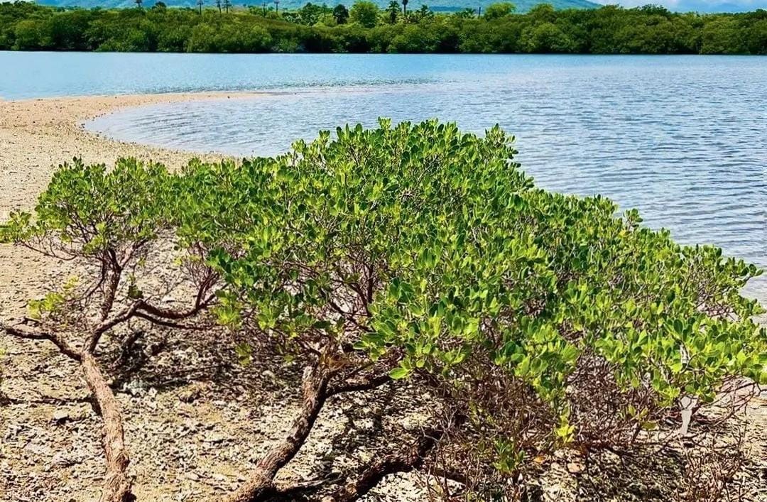 Kawasan Pantai Sijile TN Baluran Situbondo. (Khoirul Rizal/RadarSitubondo.id)