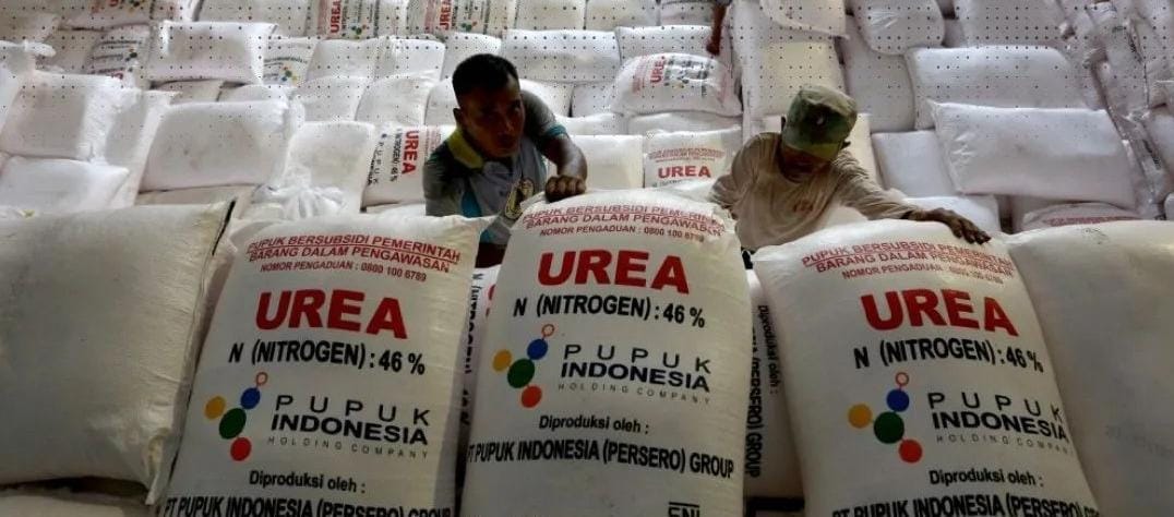 Jatah pupuk bersubsidi di Situbondo tahun 2024 hanya sekitar 17 ribu ton. (ig @zaraapr3)