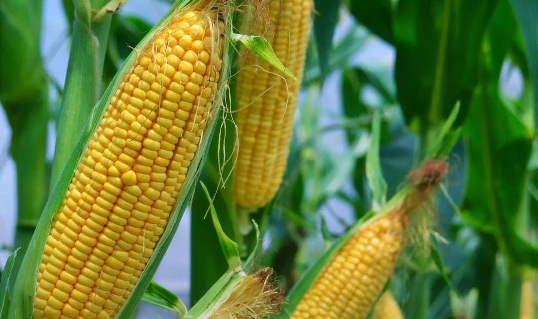 Harga jagung saat ini naik di pasaran. (Khoirul Rizal/RadarSitubondo.id)