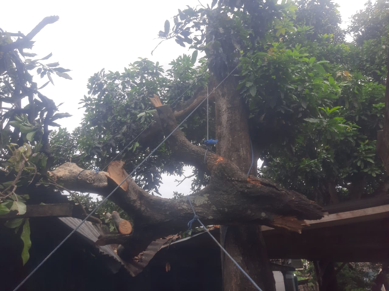 Kondisi rumah yang tertimpa pohon tumbang. (Khoirul Rizal/RadarSitubondo.id)