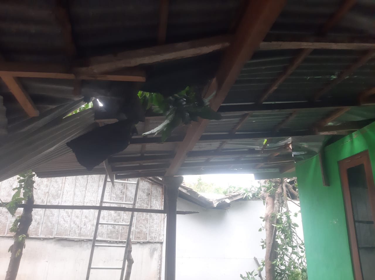 Rumah warga saat terkena pohon tumbang. (BPBD Situbondo)