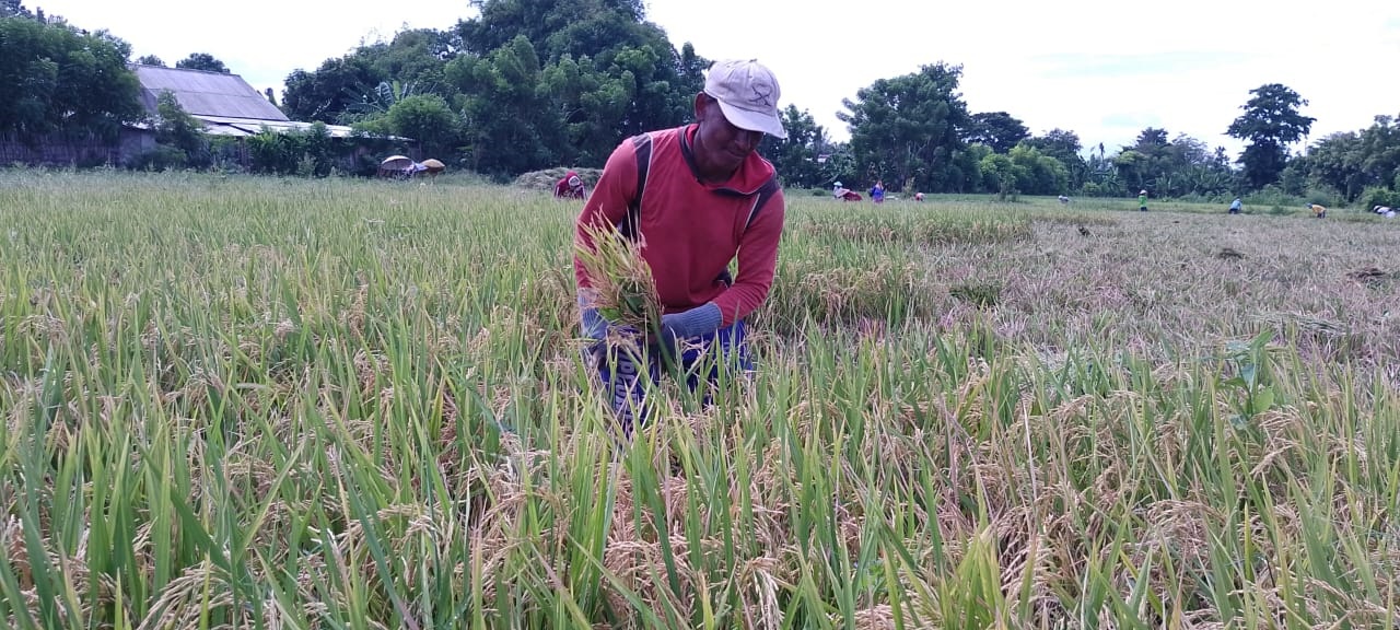 MANUAL: Petani memotong batang padi yang sudah siap dipanen, di Desa Olean, Kecamatan Kota, Minggu (25/2)