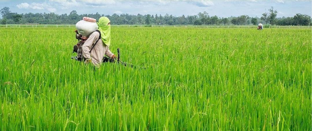 Petani sedang mengobat tanaman padi di sawah. (ig @kementrianpertanian)