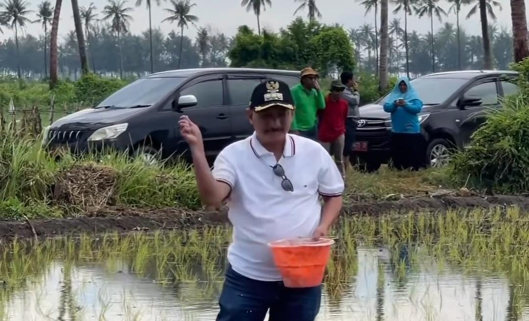 Bupati Situbondo saat memupuk padi BK di Banongan. (ig @bungkarna.official)