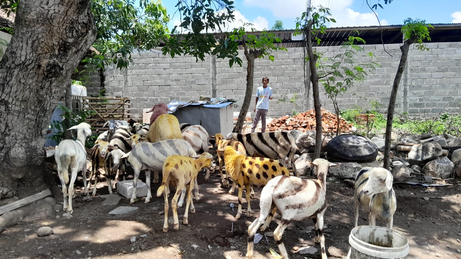 BERTEDUH: Misyadi warga Desa Kotakan, Kecamatan/Kota Situbondo memberi minum  belasan kambing di belakang rumah, Rabu (28/2).