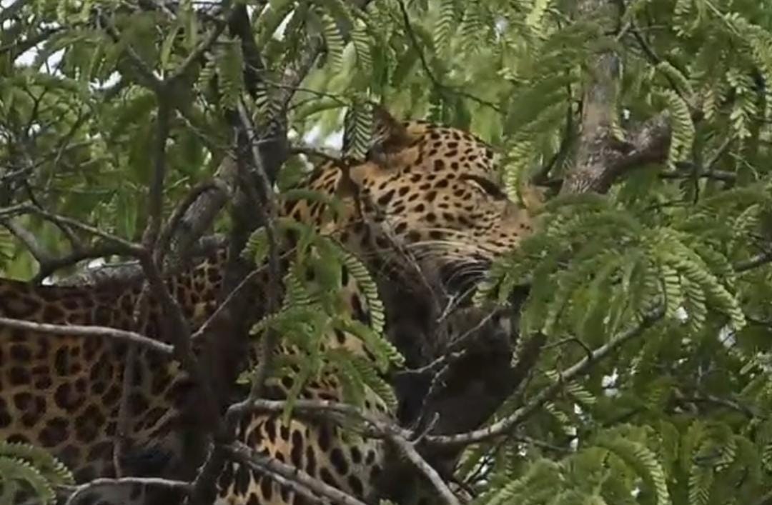Macan Tutul di TN Baluran Situbondo mengintai mangsa dari atas pohon. (ig @btn_baluran)