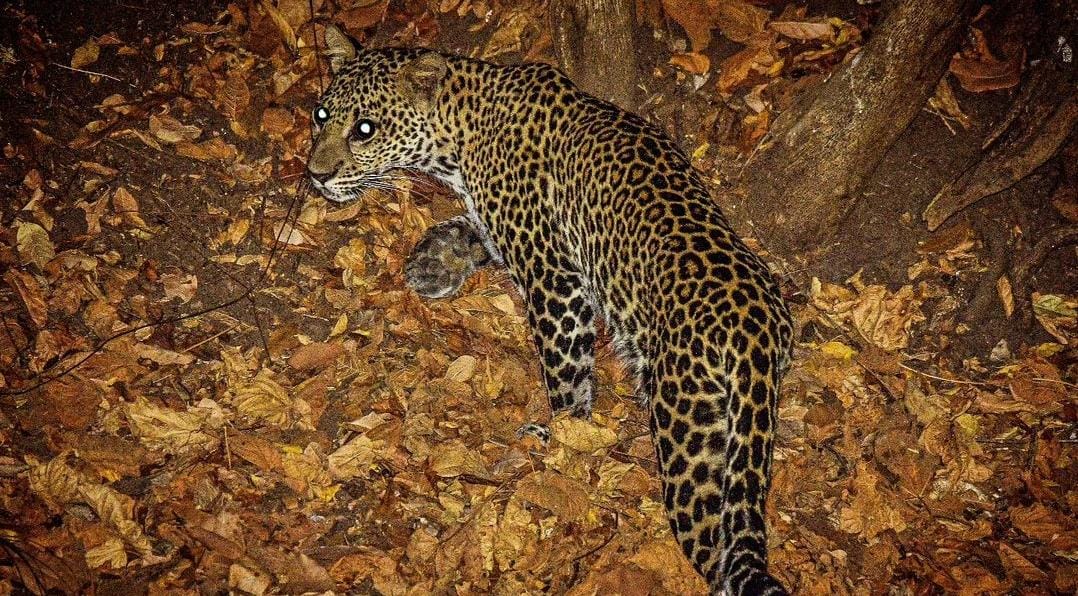 Macan Tutul di Baluran Situbondo yang berhasil terdeteksi. (ig @ekokintokokusumo)