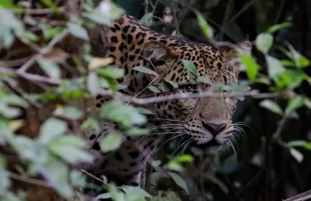 Macan Tutul penghuni hutan Baluran Situbondo. (ig @herufitriyadi)