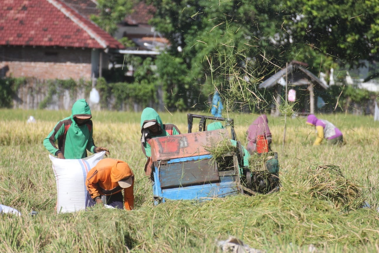 MODERN : Para pekerja memanen padi menggunakan mesin di Kelurahan Mimbaan, Kecamatan Panji, belum lama ini.