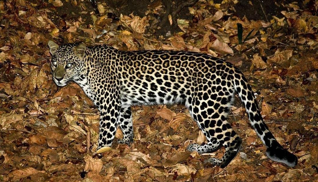 Macan tutul penghuni TN Baluran, Situbondo. (ig @forest.warrior)