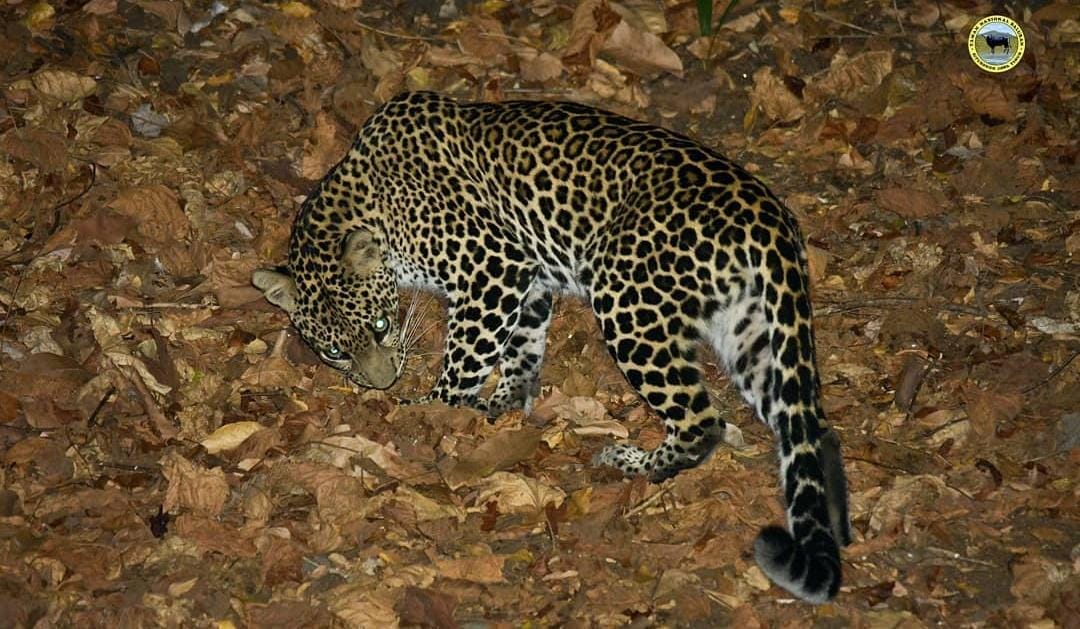 Macan tutul sebagai top predator di TN Baluran Situbondo. (ig @btn_baluran)