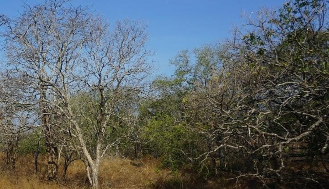 Kawasan Hutan Baluran, Situbondo. (Khoirul Rizal/RadarBanyuwangi.id)