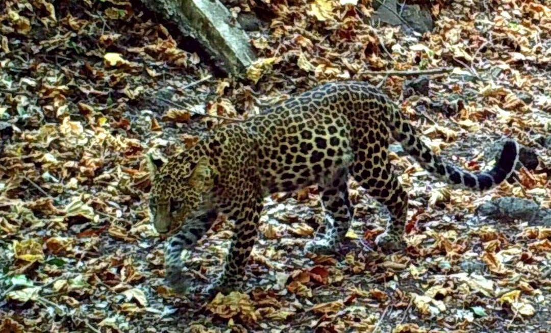 Macan Tutul merupakan top predator di TN Baluran Situbondo. (ig @konservasi_ksdeae)