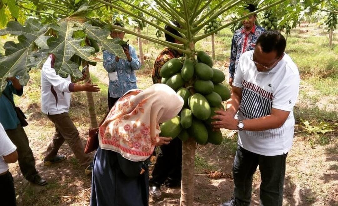 Pantai Banongan juga sebagai ekowisata, karena banyak masyarakat yang menanam buah-buahan