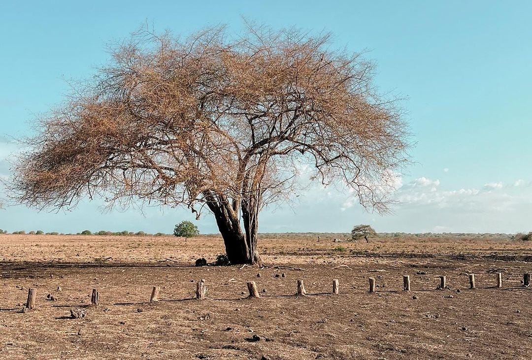 savana baluran