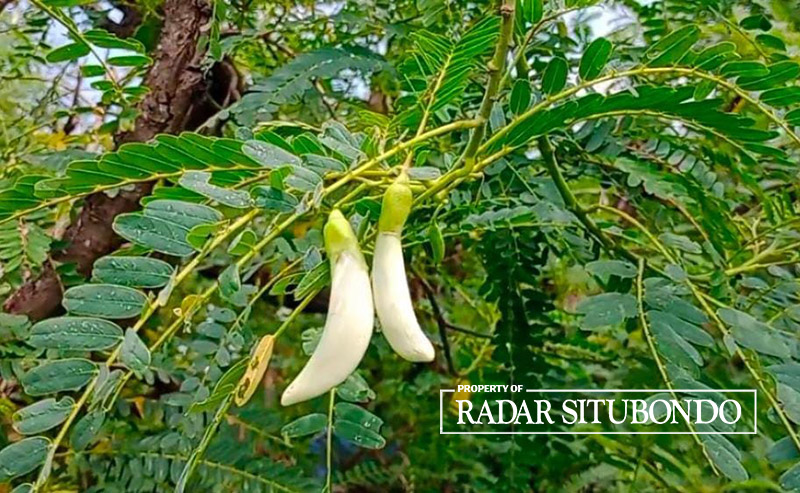 Bunga kembang turi di kebun milik Armadi, warga Dusun Kandang Selatan, Desa Olean, Kecamatan/Kota Situbondo.