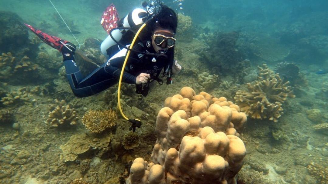 Wisatawan saat diving di Pasir Putih
