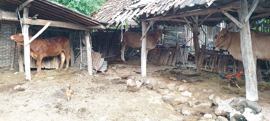 ANTISIPATIF: Sejumlah sapi dikandangkan secara terpisah agar tidak terpapar penyakit lato-lato, di Desa Kilensari, Kecamatan Panarukan, Jumat (29/3).