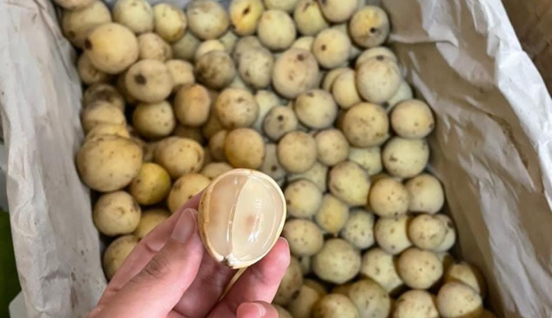 Buah duku yang kaya akan manfaat. (Khoirul Rizal/RadarSitubondo.id)