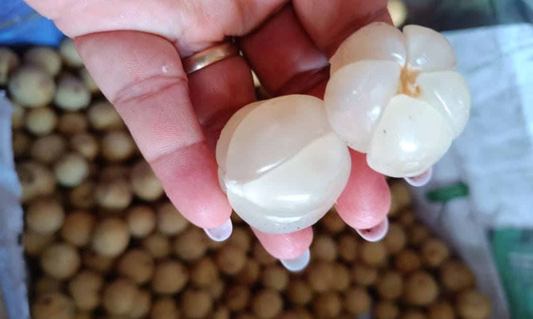 Buah duku yang saat ini sedang musim. (Khoirul Rizal/RadarSitubondo.id)