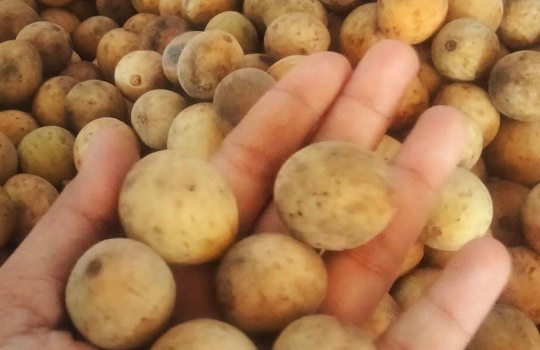 Buah duku Palembang yang terkenal. (Khoirul Rizal/RadarSitubondo.id)