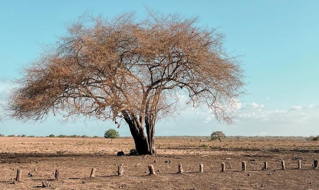 TN Baluran Situbondo. (Khoirul Rizal/RadarSitubondo.id)