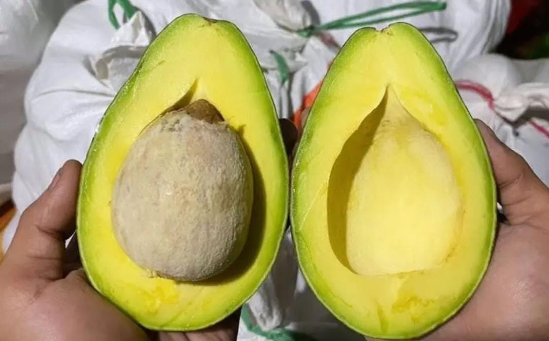 Buah alpukat. (Khoirul Rizal/RadarSitubondo.id)