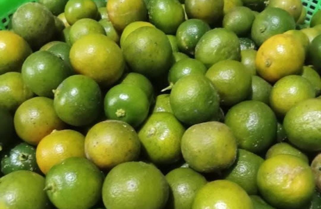 Buah jeruk. (Khoirul Rizal/RadarSitubondo.id)