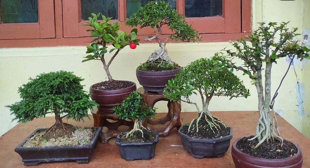 Ilustrasi bonsai. (Khoirul Rizal/RadarSitubondo.id)