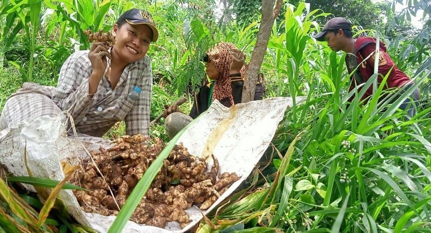 MUSIM PANEN: Petani  di Dusun Jobbuk, Desa Curah Tatal, Kecamatan Arjasa, memanen jahe di ladang milik Marzuki, 30, warga setempat, Kamis (18/4).