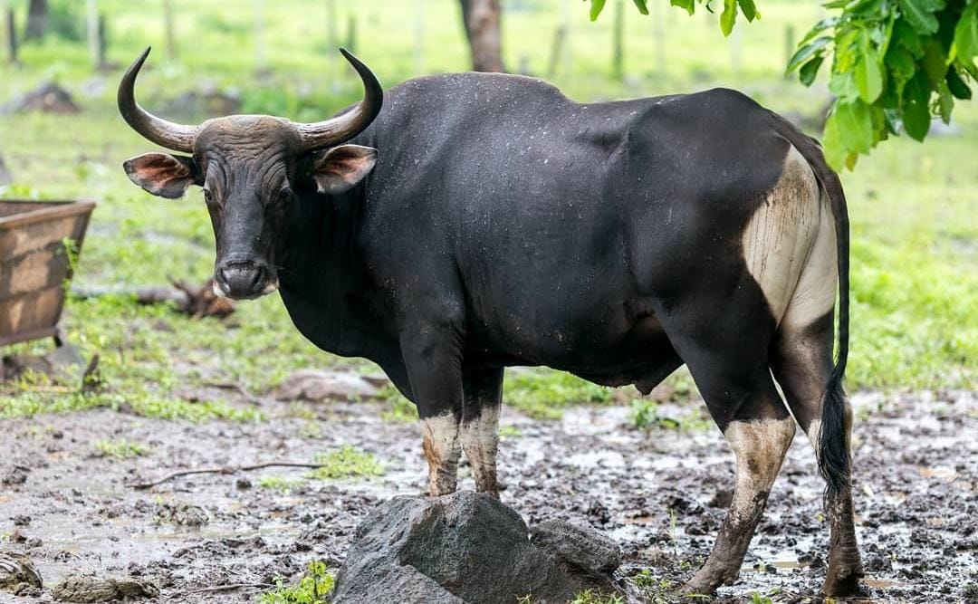 Banteng Jawa. (ig @robbie_garou)