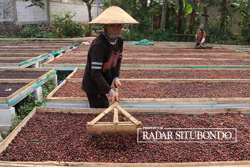 DIJEJER: Sejumlah petani hutan menjemur biji kopi yang baru dipanen di Desa/Kecamatan Banyuglugur, Situbondo, belum lama ini. Mereka mengaku kesulitan mendapatkan pupuk subsidi.