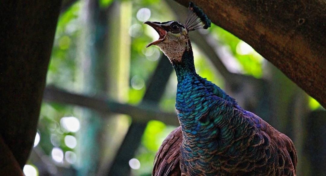 Burung merak. (ig @azwanshah74)
