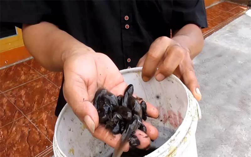 BIKIN GELI: Anak kodok ini bisa jadi umpan ampuh saat memancing