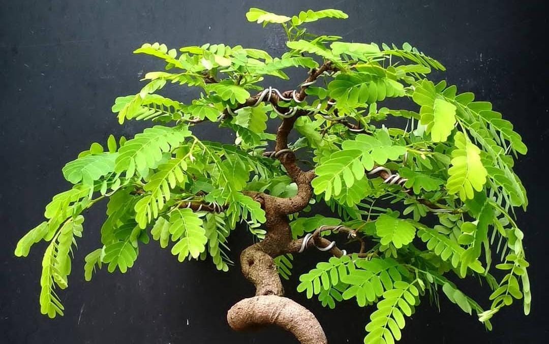 Bonsai Pohon Asam Jawa. (Khoirul Rizal/RadarSitubondo.id)