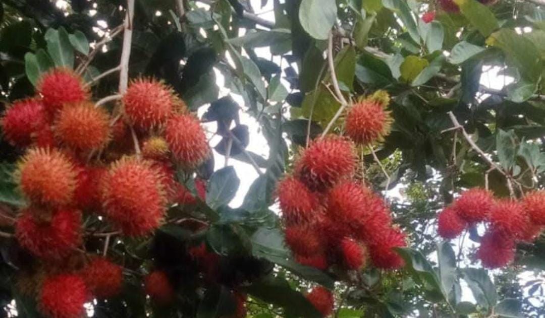 Buah rambutan. (Khoirul Rizal/RadarSitubondo.id)