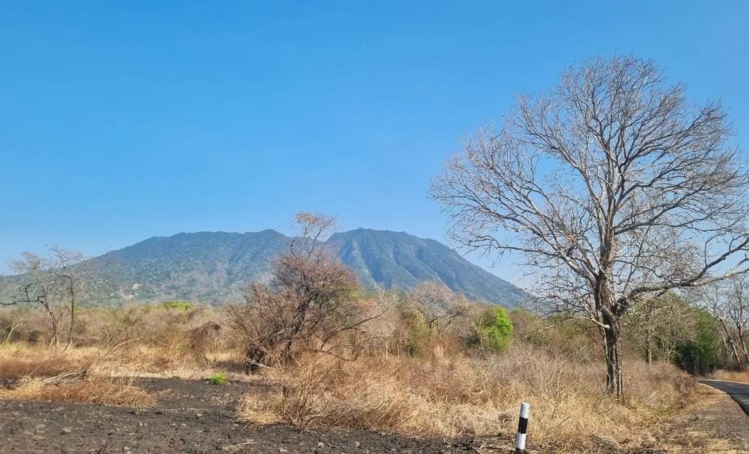 Taman Nasional Baluran Situbondo. (Khoirul Rizal/RadarSitubondo.id)
