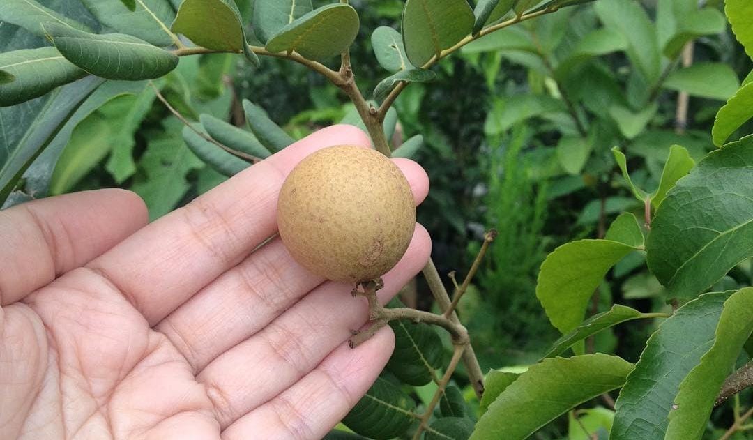 Buah Kelengkeng. (Khoirul Rizal/RadarSitubondo.id)