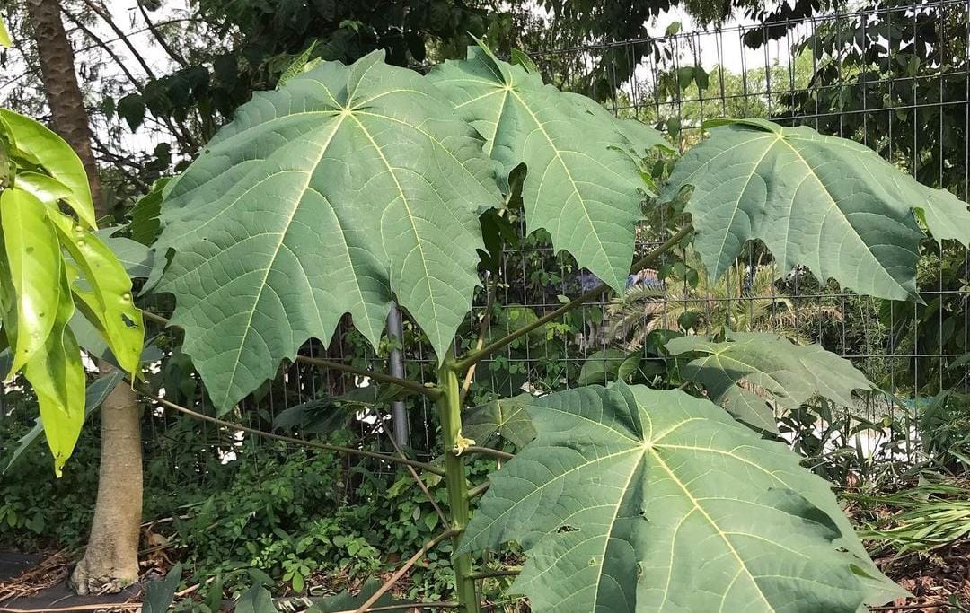 Daun papaya. (Khoirul Rizal/RadarSitubondo.id)