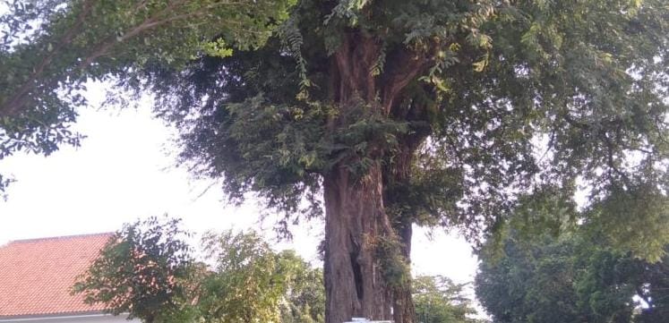 Salah satu pohon asam di pinggir jalan Situbondo. (Khoirul Rizal/RadarSitubondo.id)