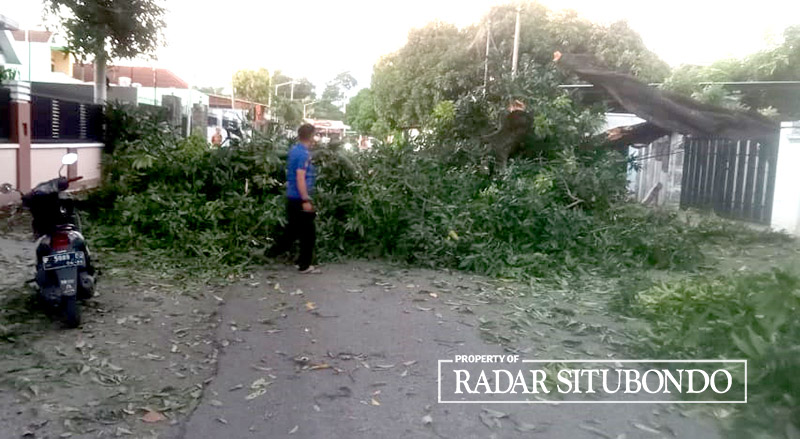 DIPOTONG: Petugas BPBD dan Tagana mengevakuasi pohon mangga yang tumbang di Jalan Mawar, Desa/Kecamatan Besuki, Rabu (1/5).