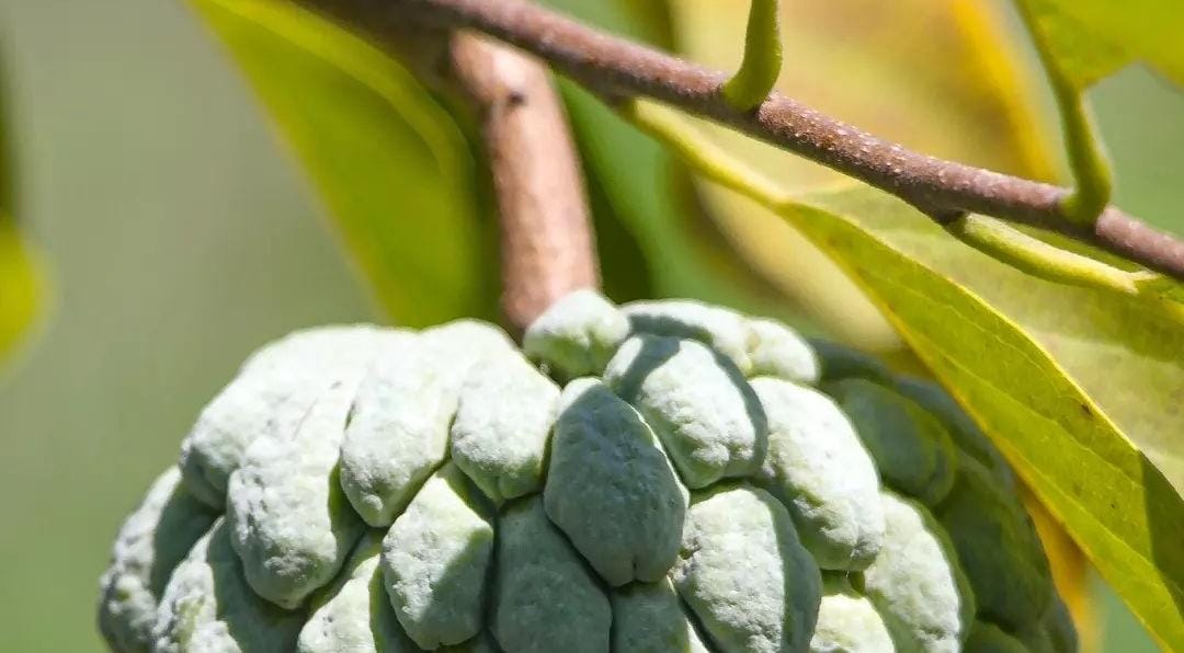 Buah dan daun srikaya. (Khoirul Rizal/RadarSitubondo.id)