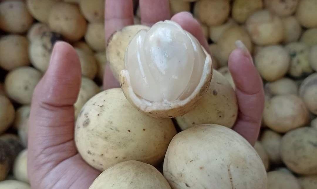Buah duku. (Khoirul Rizal/RadarSitubondo.id)