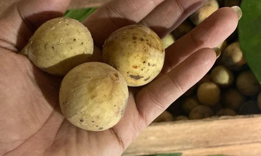 Buah duku. (Khoirul Rizal/RadarSitubondo.id)